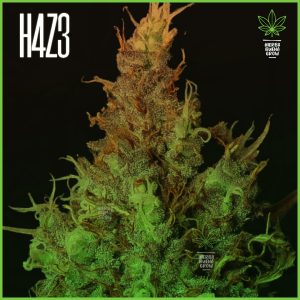 H4Z3 - Frutal MIX - 4 variedades