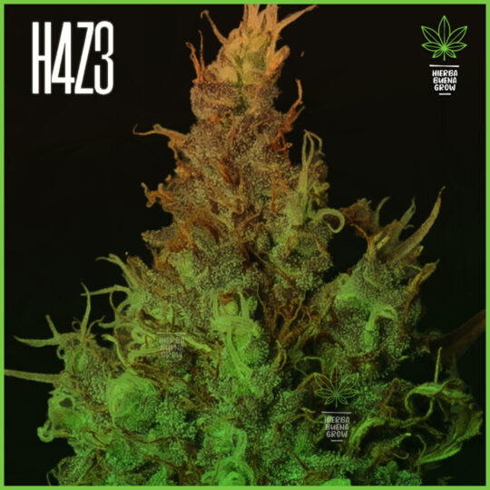 H4Z3 - Frutal MIX - Variadas