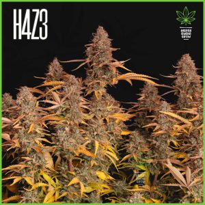 H4Z3 - Fuel on the Heart - 50% Sativa / 45% Indica / 5% Ruderalis