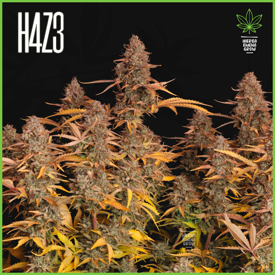 H4Z3 - Fuel on the Heart - 50% Sativa / 45% Indica / 5% Ruderalis