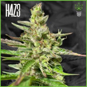 H4Z3 - Jedi Kush - 50% Sativa / 45% Indica / 5% Rudelaris