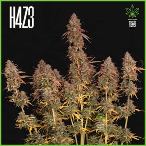 H4Z3 - Lime Juice - 60% Sativa / 35% Indica / 5% Rudelaris