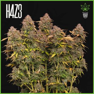 H4Z3 - Og Mints - 70% Sativa / 25% Indica / 5% Rudelaris