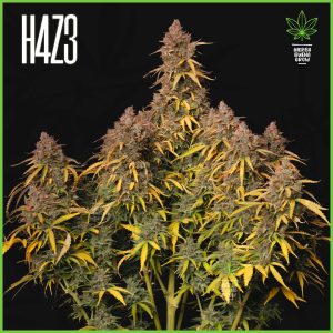 H4Z3 - Smooth Sky - 45% Sativa / 50% Indica / 5% Rudelaris