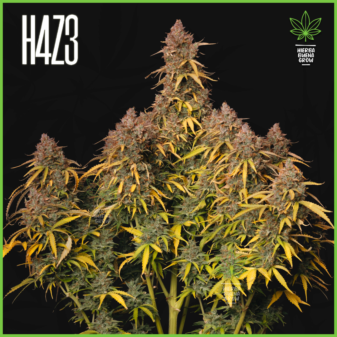 H4Z3 - Smooth Sky - 45% Sativa / 50% Indica / 5% Rudelaris