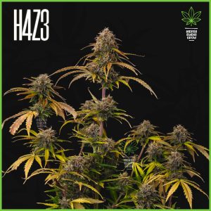 H4Z3 - Strawberry Gorilla - 45% Sativa / 50% Indica / 5% Rudelaris