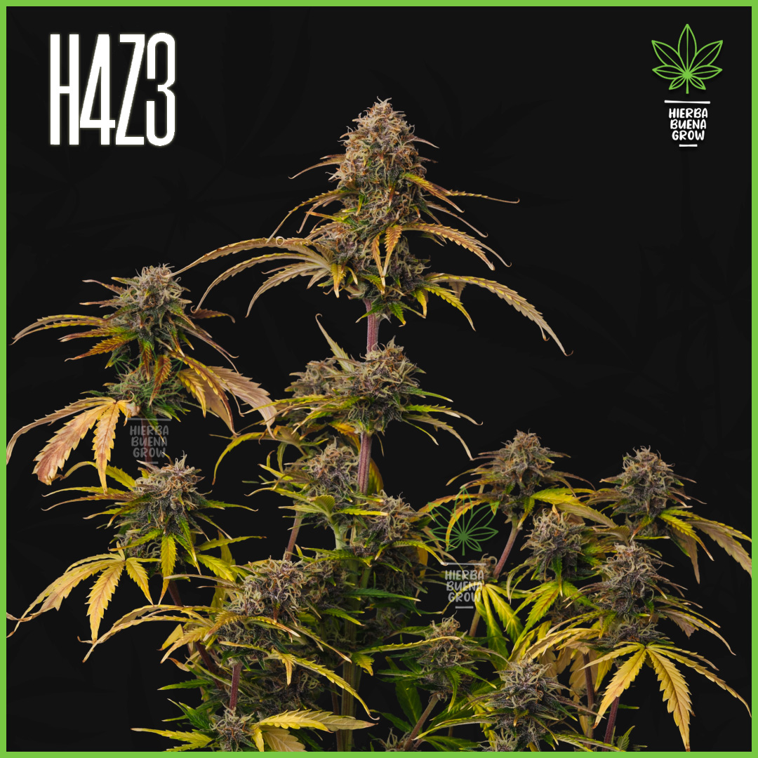 H4Z3 - Strawberry Gorilla - 45% Sativa / 50% Indica / 5% Rudelaris