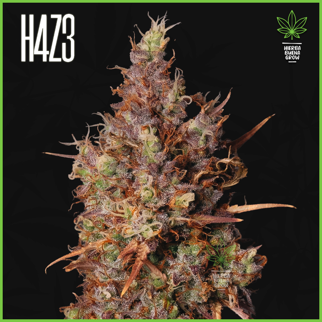 H4Z3 - Strawberry Oreo - 60% Sativa / 35% Indica / 5% Rudelaris