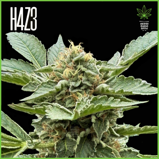 H4Z3 – Hot Jokerz (The Scrooge X Hotlanda)