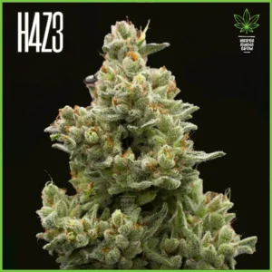 H4Z3 – Hulk Crescendo (Drop Peach Crescendo)