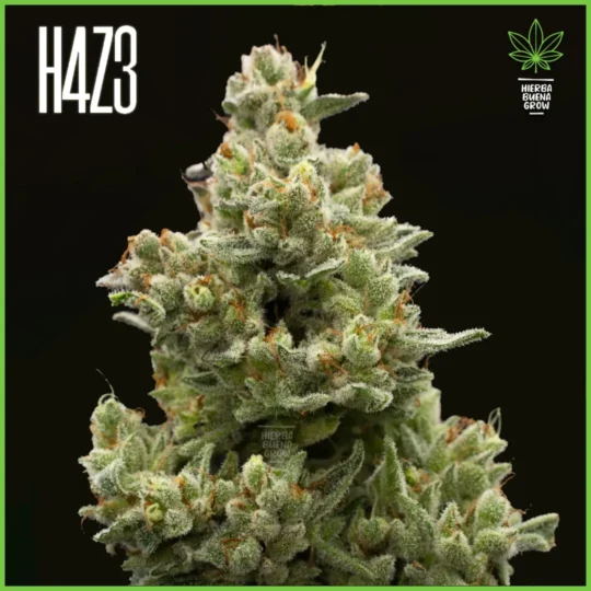H4Z3 – Hulk Crescendo (Drop Peach Crescendo)