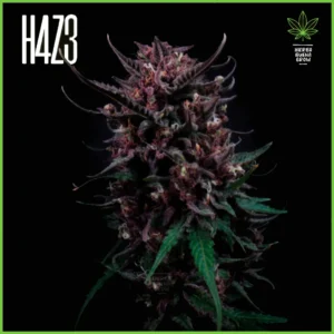H4Z3 – Mega Cheesecake (Drop Radical Juice)