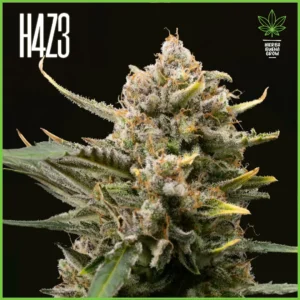 H4Z3 – Mutant Diesel (Drop Peach Crescendo)