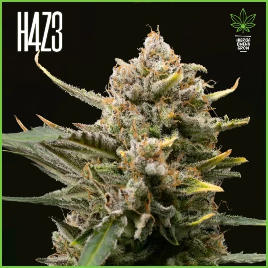 H4Z3 – Mutant Diesel (Drop Peach Crescendo)