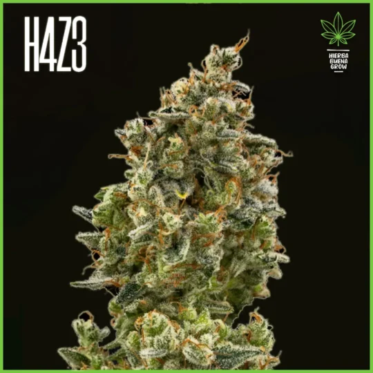 H4Z3 – Pasion Tropical (Drop Peach Crescendo)