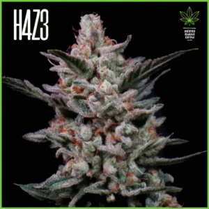 H4Z3 – Poxi Runtz (Drop Radical Juice)