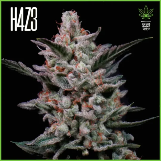 H4Z3 – Poxi Runtz (Drop Radical Juice)
