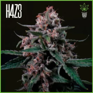H4Z3 – Rainbows (Drop Radical Juice)