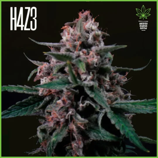 H4Z3 – Rainbows (Drop Radical Juice)