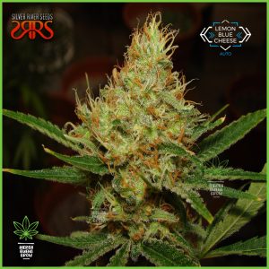 Silver River - Lemon Blue Cheese - 20% Índica/80% Sativa