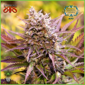 Silver River - Magnum Cookies - 65% Sativa/35% Índica