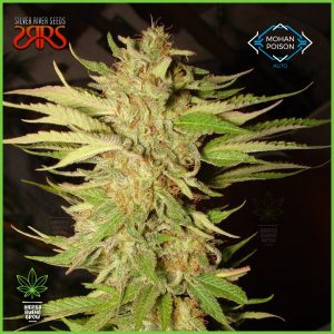 Silver River - Mohan Poison  - 30% Sativa / 70% Índica