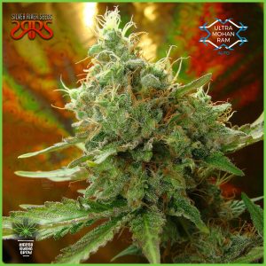 Silver River - Ultra Mohan Ram - 60% Índica/40% Sativa