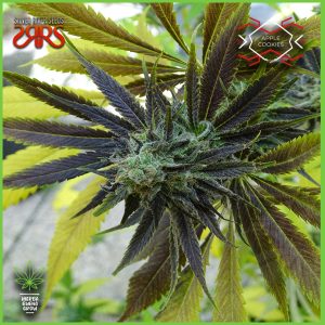 Silver River - Apple Cookie - 65% Indica / 35%