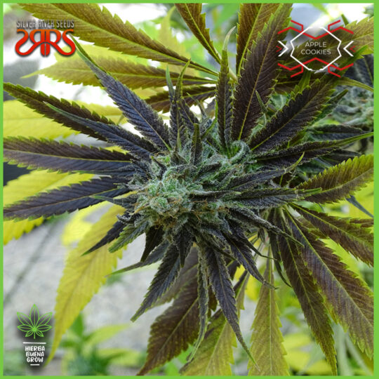 Silver River - Apple Cookie - 65% Indica / 35%