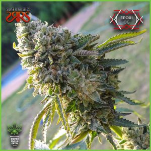Silver River - Epoxi OG - 70% Índica / 30% Sativa