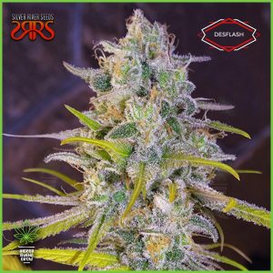 Silver River - Desflash - 80% Sativa / 20% Indica
