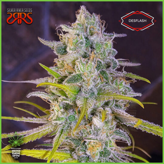 Silver River - Desflash - 80% Sativa / 20% Indica