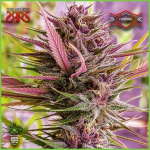 Silver River - Despink - 80% Sativa / 20% Indica