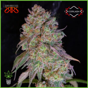 Silver River - Gorilash - 70% Índica / 30% Sativa