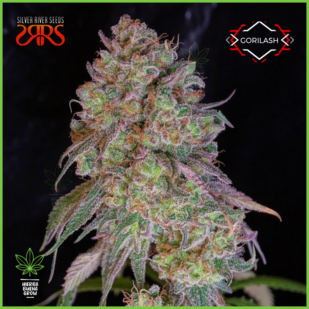 Silver River - Gorilash - 70% Índica / 30% Sativa
