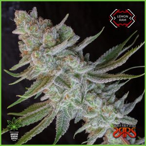 Silver River - Lemon Ram - 80% Sativa / 20% Indica