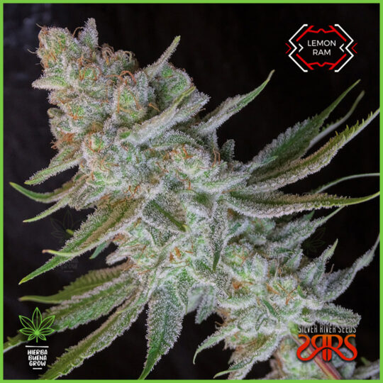 Silver River - Lemon Ram - 80% Sativa / 20% Indica