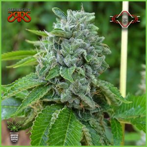 Silver River - Cherry OG - 80% Sativa / 20% Indica