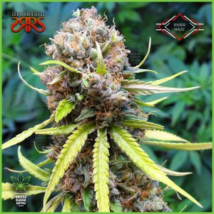 Silver River - River Haze - 50% Sativa / 50% Índica