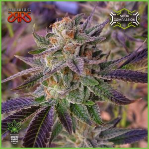 Silver River - Sour Compassion  - 50% Sativa / 50% Índica