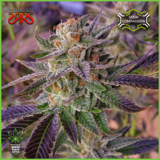 Silver River - Sour Compassion  - 50% Sativa / 50% Índica