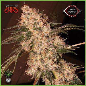 Silver River - Star Power - 85% Indica / 15% Sativa