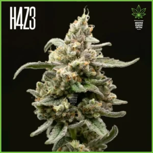 H4Z3 – Terpinator (Drop Peach Crescendo)