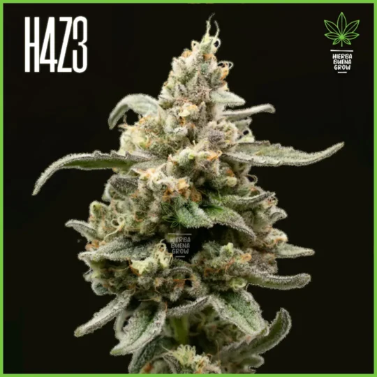 H4Z3 – Terpinator (Drop Peach Crescendo)