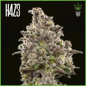 H4Z3 – Black Yeti (Drop Peach Crescendo)