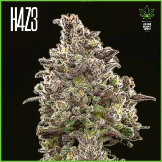H4Z3 – Black Yeti (Drop Peach Crescendo)