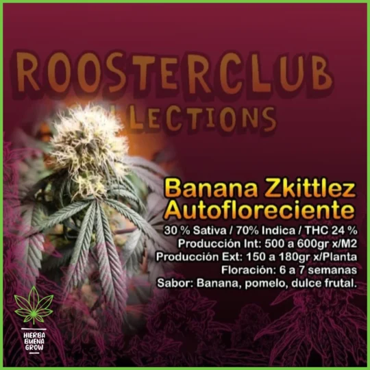 Rooster Club – Banana Zkittlez Auto – 30% Sativa / 70% Indica