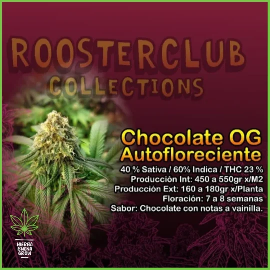 Rooster Club – Chocolate OG Auto – 40% Sativa / 60% Indica