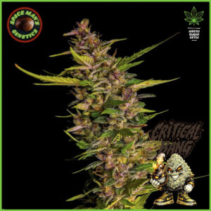 Spaceman's Genetics - Critical Bang