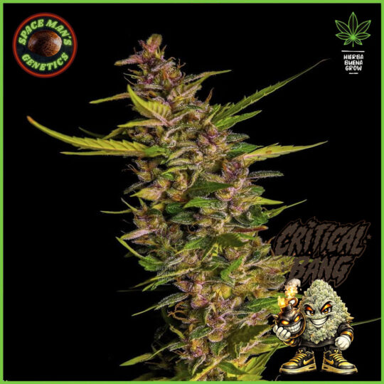 Spaceman's Genetics - Critical Bang